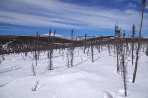 Figure 3. Late winter in the burn. April snowpack coincides with the return of long days to the Arctic.