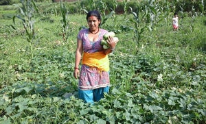 Sita Neupane showcases her freshly harvested cucumbers grown without the use of chemical pesticides. (Ramdeo Sah/CEAPRED)