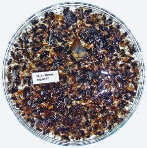 Figure 2. A Malayse sample containing thousands of ying insects kept in ethanol.