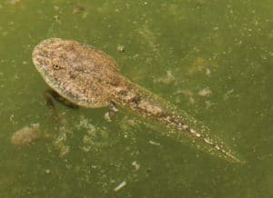 Figure 3. An Alytes obstetricans (midwife toad) tadpole metamorphing (ca. Gosner stage 39) in a highly eutrophic lake in the Pyrenean Mountains. In altitudinal populations, midwife toad tadpoles can overwinter over several years before becoming small toadlets.