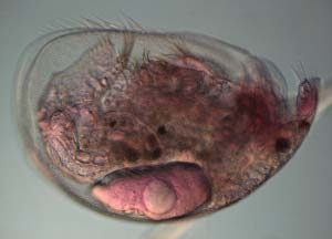 Figure 4. Alona guttata, an example of Bd-eating zooplankton.