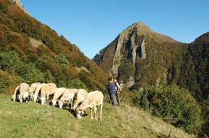 Figure 5. The Pyrenees have been traditionally used for grazing live stock. Here, we were discussing grazing with a shepherd at the Chapelle d’Isard in the Pyrénées Ariégeoises.