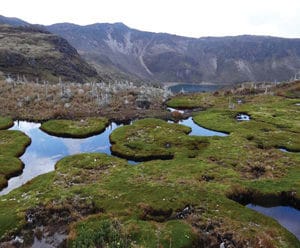 Cushion bog at about 4,600 masl feeding downstream Laguna Verde.