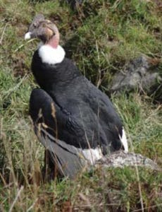 Andean condor.