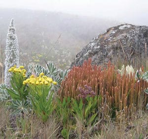 Uniquef flora on the Laguna Verde trail.