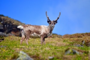 Reindeer herds are increasingly affected by the greening of the Arctic, as the cover of mosses and lichens gets reduced.