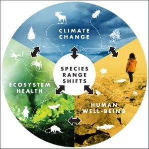 Infographic from the Science-article, showing that species range shifts will affect ecosystem health, human well-being ànd climate change itself.