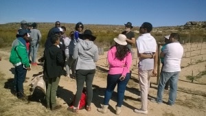 Co-op farmers demonstrate the process of rooibos farming to visitors.