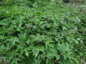The Wild Nettle Plant grows about 6ft-7ft tall.