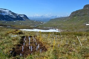 Experimental plot in the mountains of Swedish Lapland