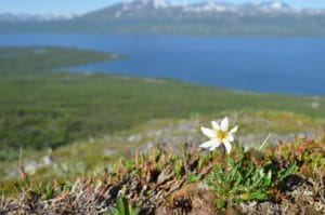 The subarctic mountain vegetation is dominated by sturdy sedges, tiny mosses and small flowers, like this mountain avens (Dryas octopetala).