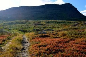 A typical subarctic mountain trail, winding through a blueberry field (Vaccinium myrtillus).