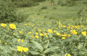 Alpine meadow of Trollius japonicas in Kusasuberi of Mount Kitadake in 1980.