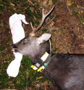 Sika deer equipped with GPS collar