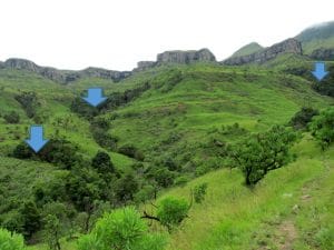 Photo taken in the Central Berg near the Amphitheatre. Blue arrows indicate forest patches.