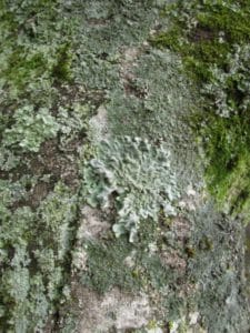 Lichens on a tree.