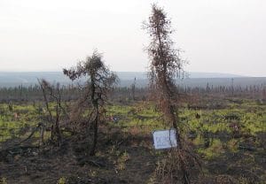 Photo 3: Picture of a burned treeline site near Finger Mountain in 2005, one year after fire. Photo credit: Jill Johnstone.