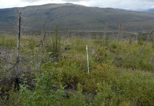 Photo 5: Low establishment of tree seedlings leads to shrub dominance at a treeline site that burned with low fire severity. Photo credit: Jill Johnstone.