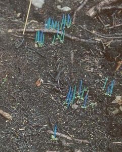 Photo 6: Tiny aspen establishing from seed on the ground where most of the soil has been burned away. Seedlings were marked with colored toothpicks to track mortality. Photo credit: Jill Johnstone.