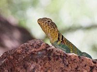 mountain boomer lizard small