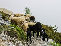 mountain sheep 3143359 640