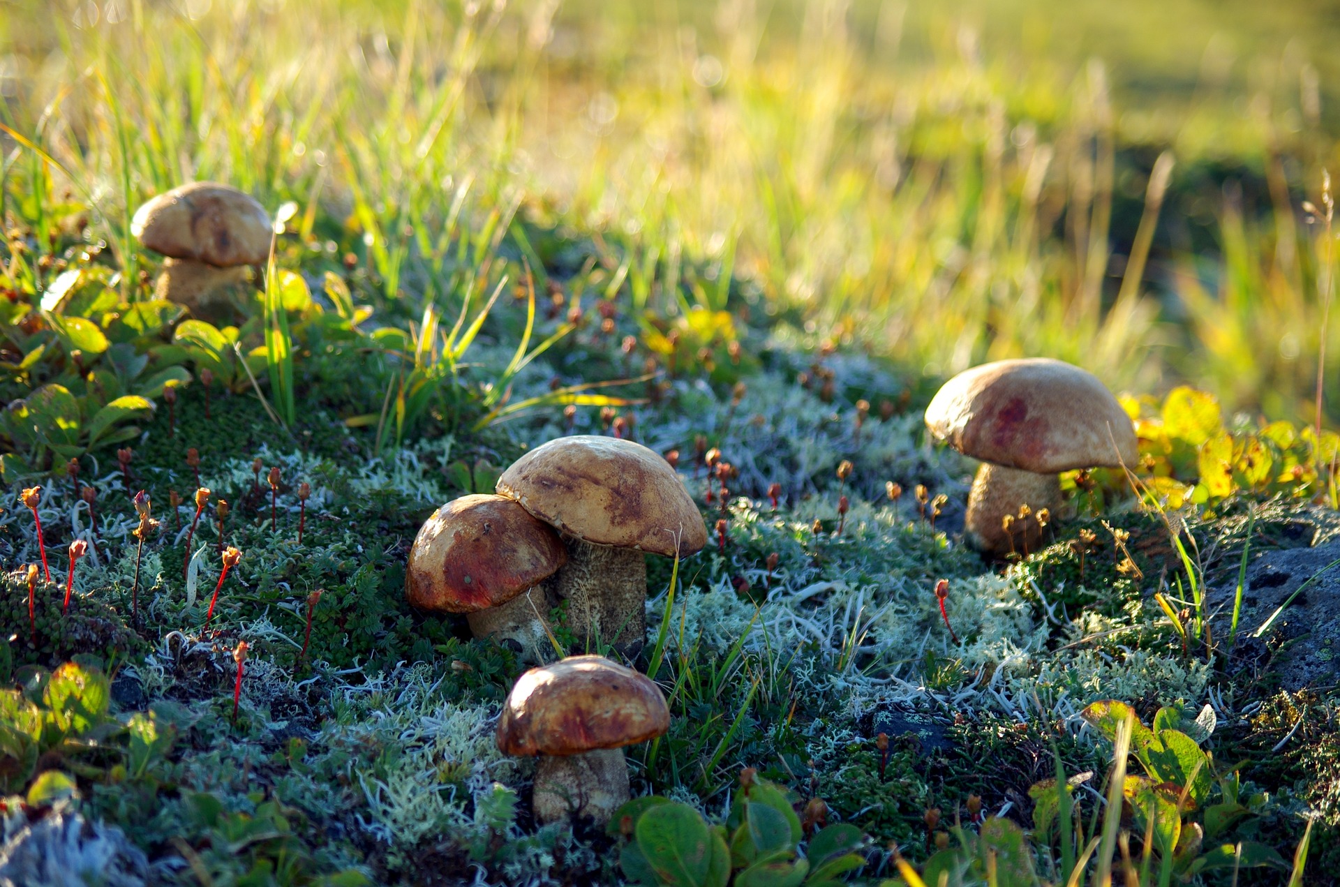 Ягоды и грибы тундры