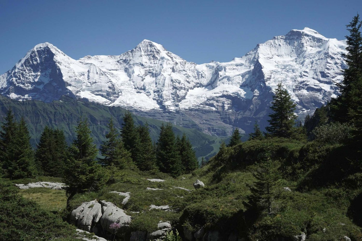The snow-covered peaks of Eiger, Mönch, and Jungfrau tower majestically over a landscape of rocks, grass, and fir trees in the foreground. Photo by by Susanne Wymann von Dach.