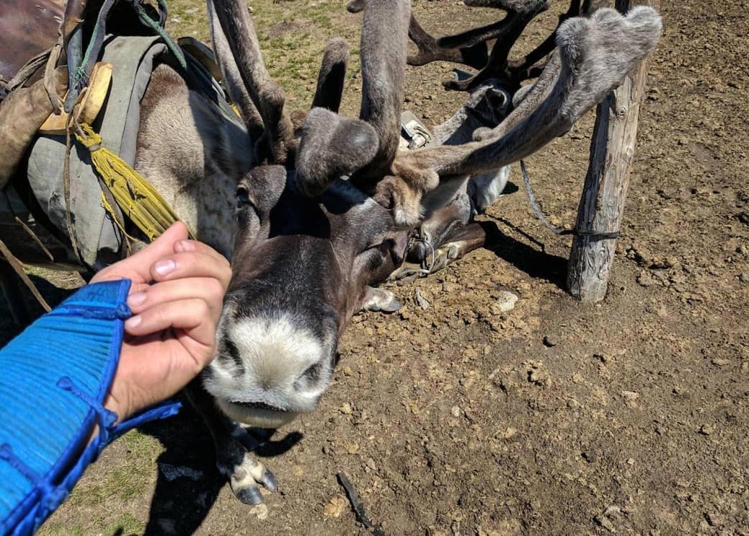 Reindeer Nuzzle Image William Taylor