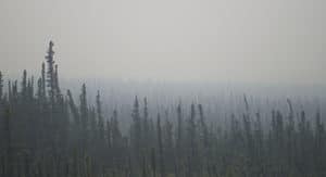 75 Mountain Views • May 2016 FIELD NOTES That’s the tradeoff, I guess. Moving fast between sensors, I can watch for things that help me sharpen the questions, but there is no time to ponder the processes, to vacate my mind of the need to hurry and thus achieve focus amid this vast silence. Analyzing the data on a computer screen later is a faster way to a publication, but not necessarily the path I originally sought. What might I know if I had made those 10,000 hourly observations, closer to a million across all sensors, or even all those in similar distributed sites between here and southern Alaska? Boredom, surely, but it’s a question worth asking – how many ways are there to be 30 C° or -40 C°? In the last three years, at this site anyway, the answer to the latter is none, but the former is not clear without other data. Tomorrow, I will lug batteries around for sap fl ux sensors that can say how many ways there are to be 30 C° if you happen to be a P. mariana big enough to wear a sensor. I worry there are not more than three that big, that straight, in the whole valley. Figure 5. Sensor mast in burned black spruce / tussock. Tussocks commonly dominate the post- fi re surface in poorly drained sites. Figure 6. Smoke and spruce. A common early summer interior view – spruce emerging from a haze of smoke.