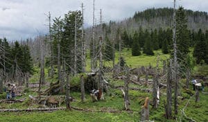 Figure 1. Entomologists sampling stands of Norway spruce dieback in the Bavarian Forest National Park, Germany. Photo: Heiner M.-Elsner.