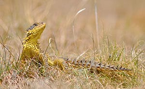 The endemic sungazer lizard