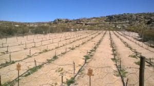 Experimental site for organic rooibos for co-op farmers