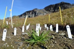 Sweetgrass (Anthoxanthum odoratum) beating the odds in a disturbed plot on a south-facing slope.