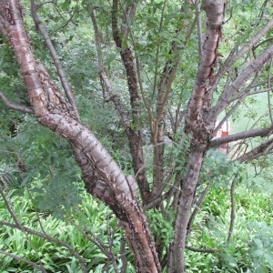 Forest tree (species not known) with no lichen attachment.