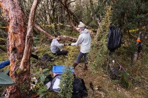 Heidi and Juan working in the middle of trees, shrubs, bags and wires