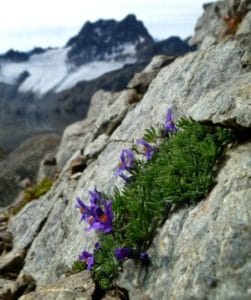 Linaria alpina on Piz Forun with Piz Kesch in the background. Photo: Sarah Burg/SLF, Switzerland.