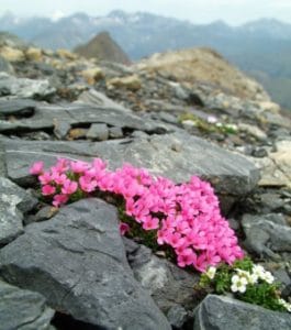 Androsace ciliata and Hutchinsia alpina on Punta Suelza (2972m) in Central Pyrenees. Photo: J.V. Ferrández/ IPE-CSIC, Spain.