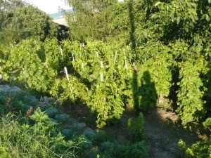 Traditional Agricultural Landscapes of Vineyards